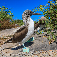 Buy canvas prints of Blue Footed Boobies  by Steve de Roeck