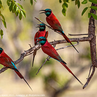 Buy canvas prints of Group of colourful bee eaters on a tree by Steve de Roeck