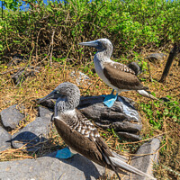 Buy canvas prints of Blue Footed Boobies by Steve de Roeck