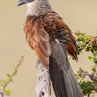 Buy canvas prints of Lark Heeled Cuckoo or White Browed Coucal by Steve de Roeck