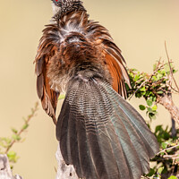 Buy canvas prints of White Browed Coucal by Steve de Roeck