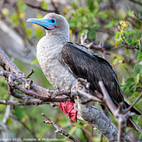 Buy canvas prints of Red Footed Booby by Steve de Roeck