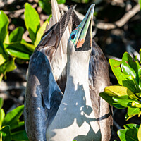 Buy canvas prints of Red Footed Booby by Steve de Roeck