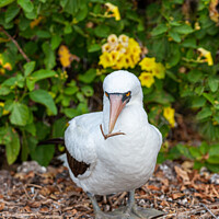 Buy canvas prints of Masked Booby Galapagos by Steve de Roeck