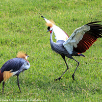 Buy canvas prints of Grey Crowned Cranes Greeting Each Other by Steve de Roeck