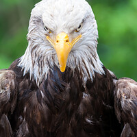 Buy canvas prints of Bald Eagle by Steve de Roeck
