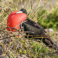 Buy canvas prints of Frigate Bird Inflates His Pouch by Steve de Roeck