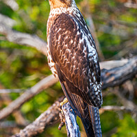 Buy canvas prints of Galapagos Hawk; Buteo Galapagoensis by Steve de Roeck