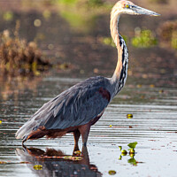 Buy canvas prints of Goliath Heron Hunting by Steve de Roeck
