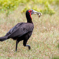 Buy canvas prints of Ground Hornbill Catching A Snake by Steve de Roeck