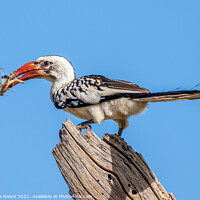 Buy canvas prints of Red Billed Hornbill with Bug by Steve de Roeck
