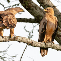 Buy canvas prints of A pair of Tawny Eagles Greet Each Other. by Steve de Roeck