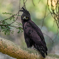 Buy canvas prints of Long Crested Eagle; Lophaetus occipitalis by Steve de Roeck