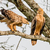 Buy canvas prints of Tawny Eagle Courtship by Steve de Roeck