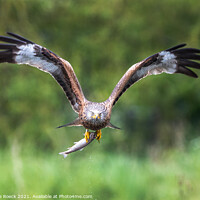 Buy canvas prints of Osprey with prey. by Steve de Roeck