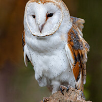 Buy canvas prints of Barn Owl On Perch by Steve de Roeck