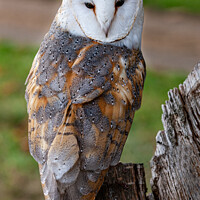 Buy canvas prints of Close up of a barn owl showing its feather pattern by Steve de Roeck