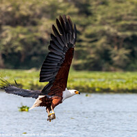 Buy canvas prints of Fish Eagle Catches Its Lunch by Steve de Roeck