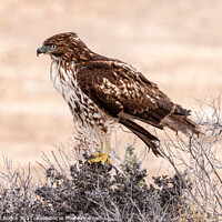 Buy canvas prints of Red Tailed Hawk; Buteo jamaicensis by Steve de Roeck