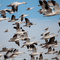 Buy canvas prints of Snow Goose Abstract  by Steve de Roeck