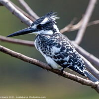 Buy canvas prints of Pied Kingfisher; Ceryle rudis by Steve de Roeck