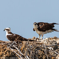 Buy canvas prints of Two Ospreys Building A Nest by Steve de Roeck