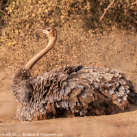 Buy canvas prints of Female Ostrich In Mating Plumage by Steve de Roeck