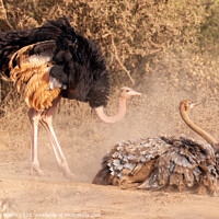 Buy canvas prints of Two Ostriches in mating ritual by Steve de Roeck