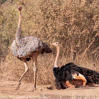 Buy canvas prints of Mating Pair Ostrich by Steve de Roeck
