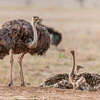 Buy canvas prints of Female Ostrich With Young by Steve de Roeck