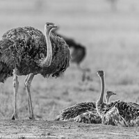 Buy canvas prints of Female Ostrich With Young by Steve de Roeck