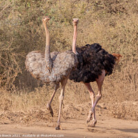 Buy canvas prints of Mating Ostrich Couple by Steve de Roeck