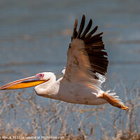 Buy canvas prints of A Great White Pelican flying over a body of water by Steve de Roeck