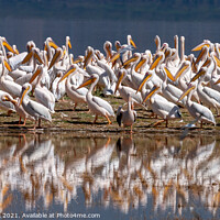 Buy canvas prints of Pelican Colony On A Sand Bar by Steve de Roeck