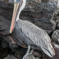 Buy canvas prints of Galapagos Pelican; Pelecanus occidentalis urinator by Steve de Roeck
