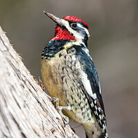 Buy canvas prints of Woodpecker; Red Naped Sapsucker by Steve de Roeck