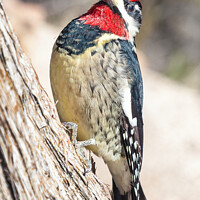 Buy canvas prints of Woodpecker on a tree by Steve de Roeck