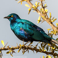Buy canvas prints of Greater Blue-eared Glossy-Starling; Lamprotornis chalybaeus by Steve de Roeck