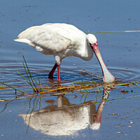 Buy canvas prints of Spoonbill Wading by Steve de Roeck