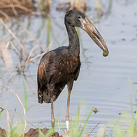 Buy canvas prints of African Openbill Stork with Molusc. by Steve de Roeck