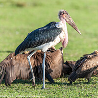 Buy canvas prints of A Marabou Stork With Vultures by Steve de Roeck