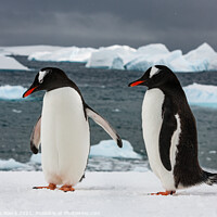 Buy canvas prints of Gentoo Penguins On The Ice by Steve de Roeck
