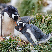 Buy canvas prints of Gentoo Penguins At The Nest by Steve de Roeck
