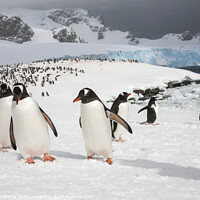 Buy canvas prints of Gentoo Penguins At Their Colony by Steve de Roeck