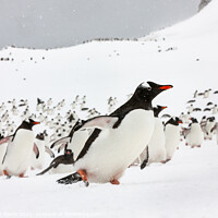 Buy canvas prints of Gentu Penguins Rushing Back From The Sea by Steve de Roeck