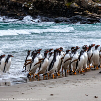Buy canvas prints of Gentoo Penguins Return From The Sea by Steve de Roeck