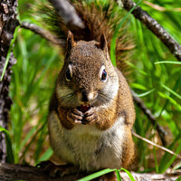 Buy canvas prints of Squirrel Eating A Nut by Steve de Roeck