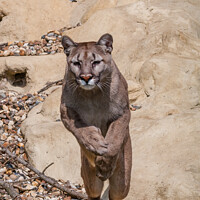Buy canvas prints of Mountain Lion Leaping From A Rock by Steve de Roeck