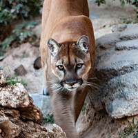 Buy canvas prints of Mountain Lion In Search Of Prey by Steve de Roeck
