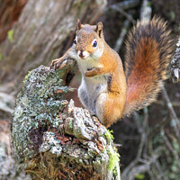Buy canvas prints of A bushy tailed squirrel standing on a log by Steve de Roeck